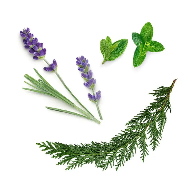 doTERRA Aromatouch Massagemischung 