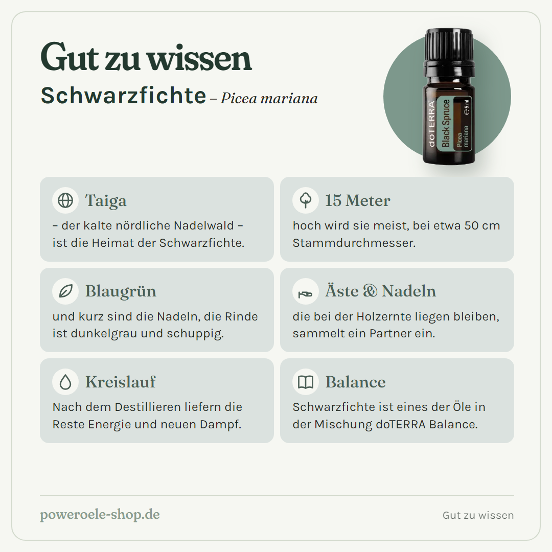 doTERRA Black Spruce (Schwarzfichte) - Gut zu wissen