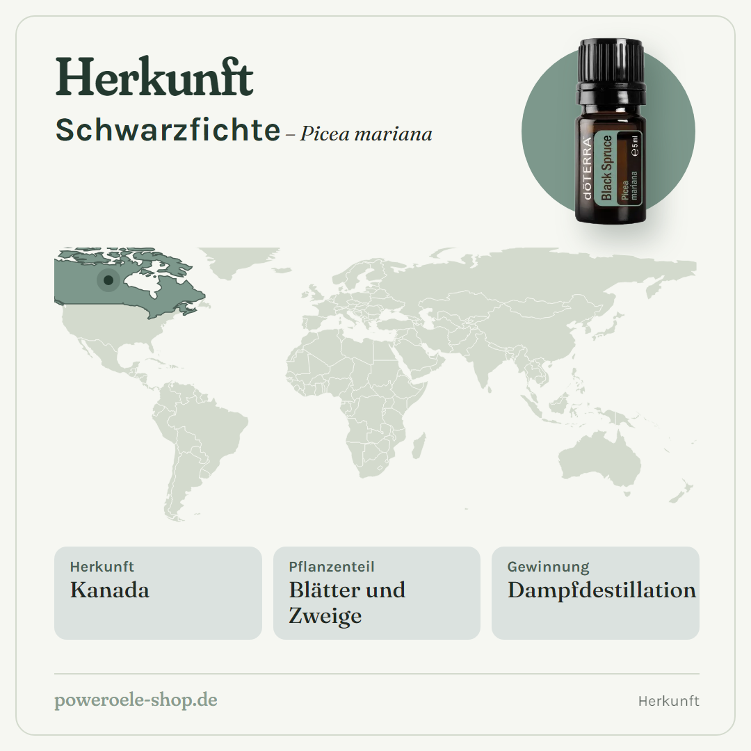 doTERRA Black Spruce (Schwarzfichte) - Herkunft