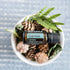 doTERRA Cypress (Zypresse) - Poweroele Shop