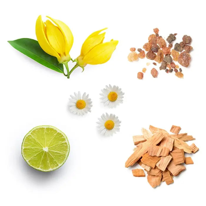 doTERRA InTune - Fokusmischung 