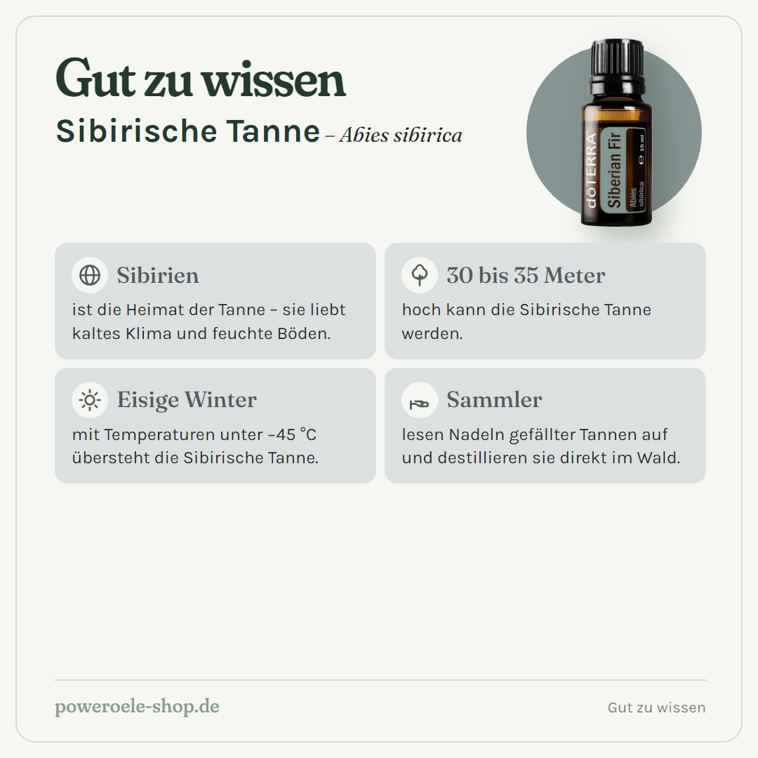 doTERRA Siberian Fir - Gut zu wissen