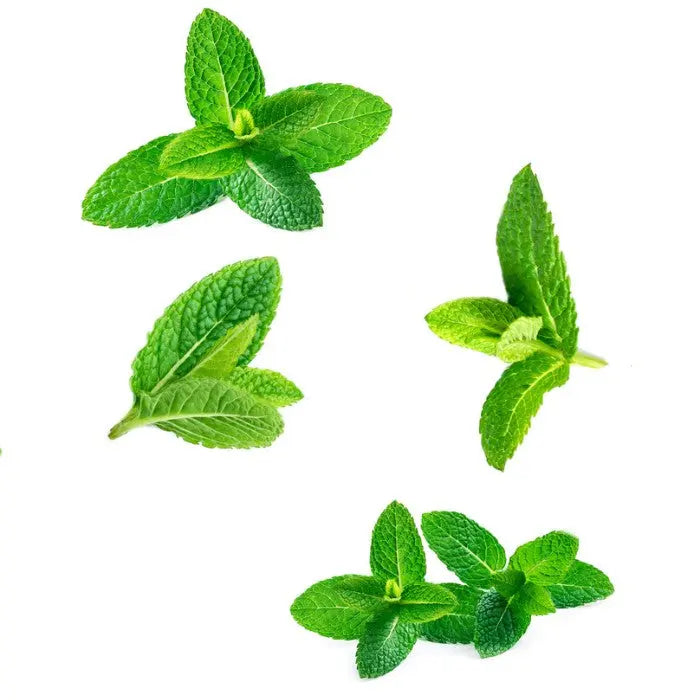 doTERRA Supermint - Minze-Mischung 