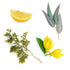 doTERRA Terrashield - Outdoor Mischung 