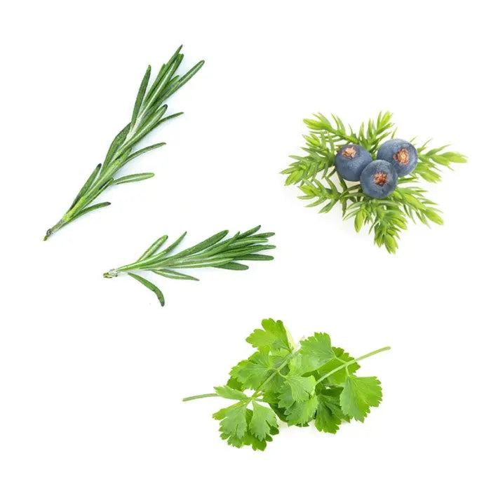 doTERRA Zendocrine - Mischung für den Neuanfang 