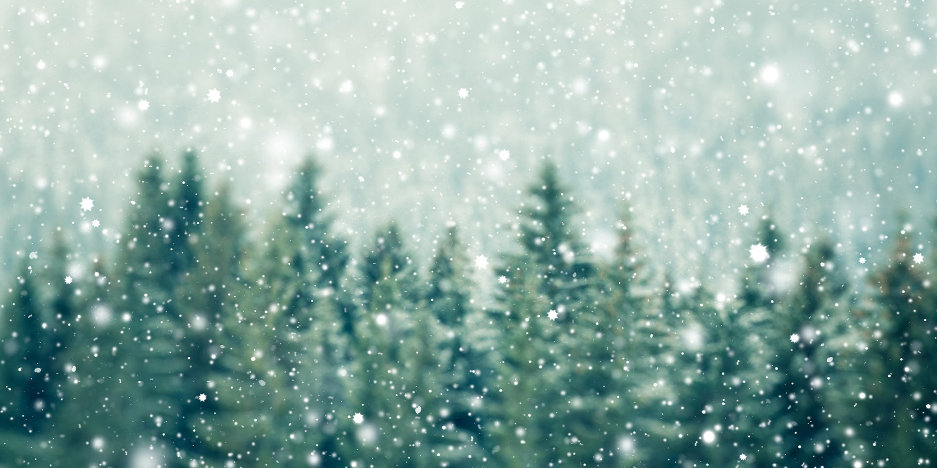 doTERRA Holiday Peace – Bild 2