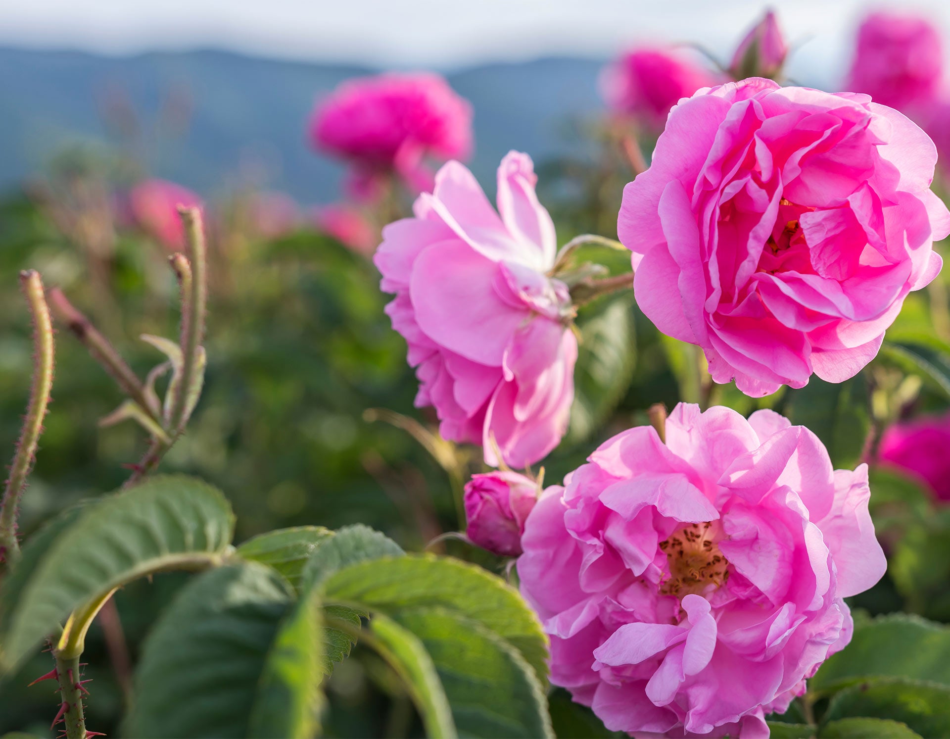 dōTERRA Moringa & Rose – Bild 4
