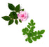dōTERRA Moringa & Rose – Bild 3